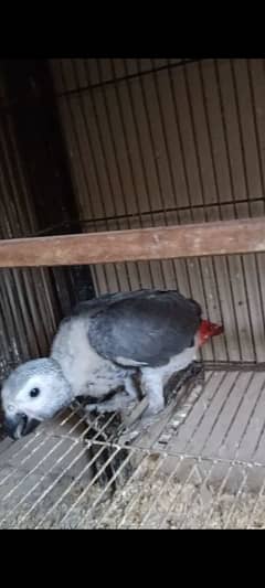 African Grey Parrot Chick Available For Sale