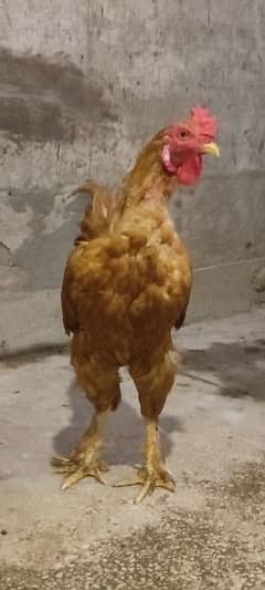 golden buff aseel for sale only 3500