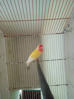 love birds for sale