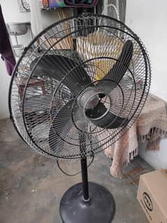 Royal Fan