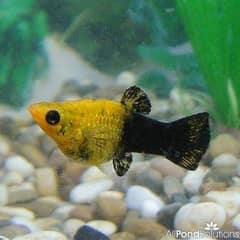 Aquarium Service At Your Door Step