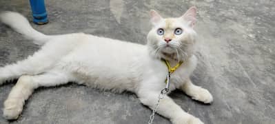 Persian cat for sale / Blue eyes cat /double coated white cat for sale