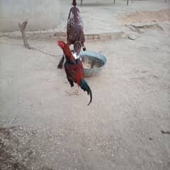 aseel