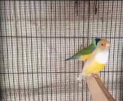 Gouldian finch , hogorom double flower