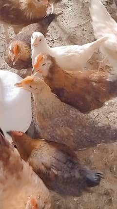 Desi chicken