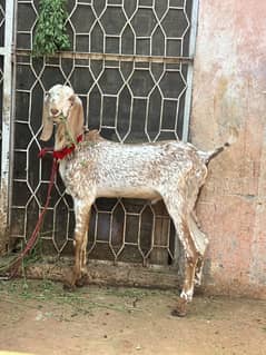 makhi cheena bakra  03054978053