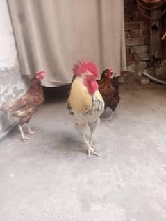 1male