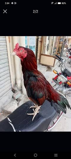 Lakha