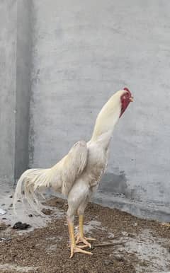 White Oh shamo Chicks| Shamo Egs| King Size Oh shamo Eggs and Chick
