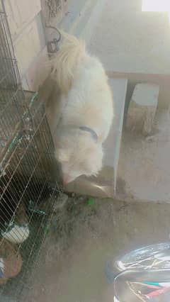 russi dog for sale hamari shop ha Jhelum ma