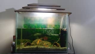 Fish Aquarium