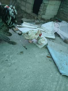 Muscovy ducks