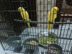 2 pieces Yellow ringneck parrot