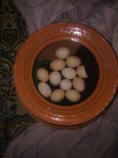 Aseel Breeder Quality Fertiled Eggs for Sale.