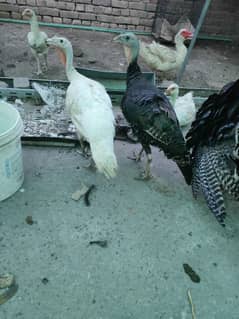 Turkey bird