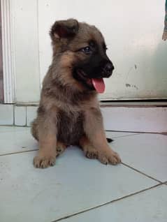 German Shepherd