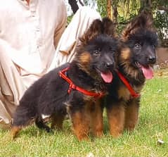 German Shepherd Long Coat Puppies for sale