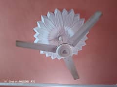 fan