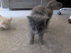 Persian