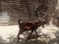 boht asha bakra h