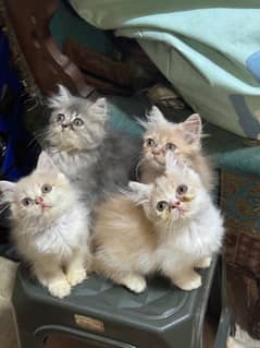 persian female kittens strong bloodlind different prices