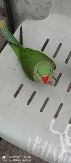 kashmiri Raw chicks Pair available
