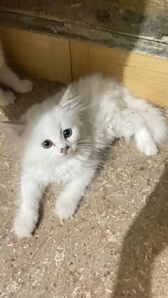Pure Persian Kittens For sale
