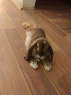 Lop rabbit female
