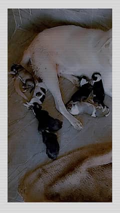 puppy's for sale