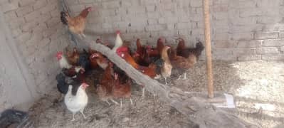 goldan