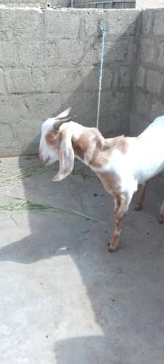 bakry munasib rate m dastiyab hy