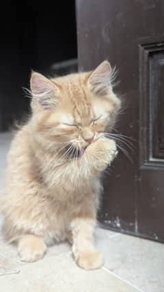 3 month kitten 