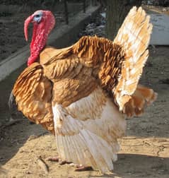 Turkey