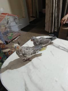 cocktail baby 1 month age for hand tame