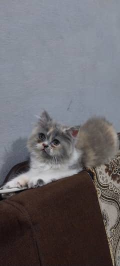 Persian female kittens