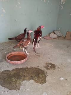 Aseel