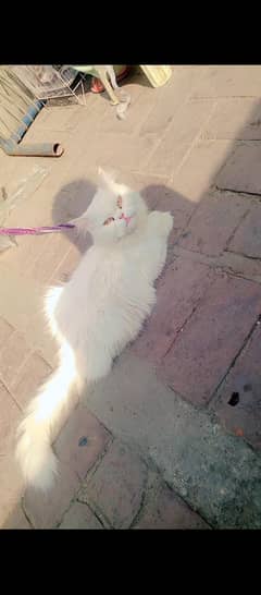 Persian Punch face cat