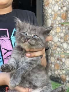 Persian kittens for sale