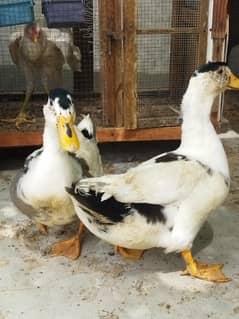 2 young ducks