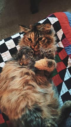Persian cat
