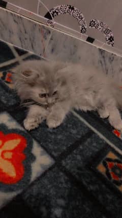kitten