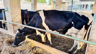 Cows for sale