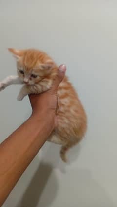 ginger kitten