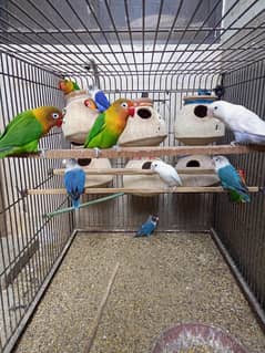 lovebirds mix breed
