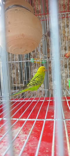 Budgies