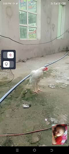 begam nasall