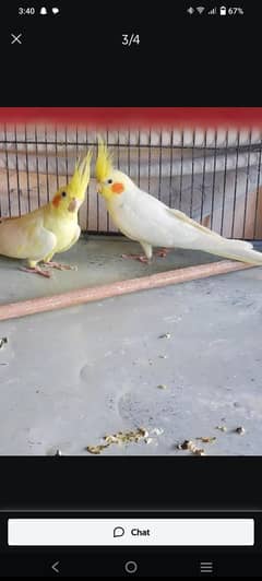 cocktail