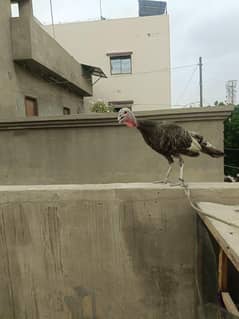 turkey