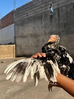 Mianwali Aseel Female For Sale