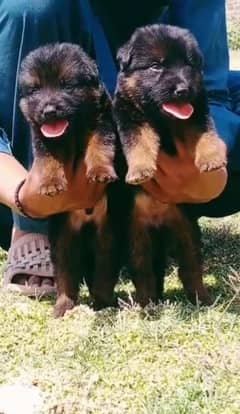 German Shepherd double Coat Puppies for sale